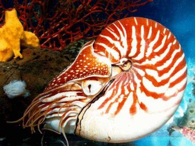 nautilg.jpg (42057 octets)